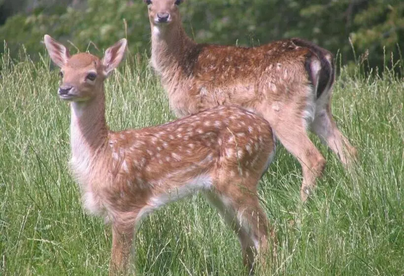 בית מלון כפרי Auberge Obersolberg
