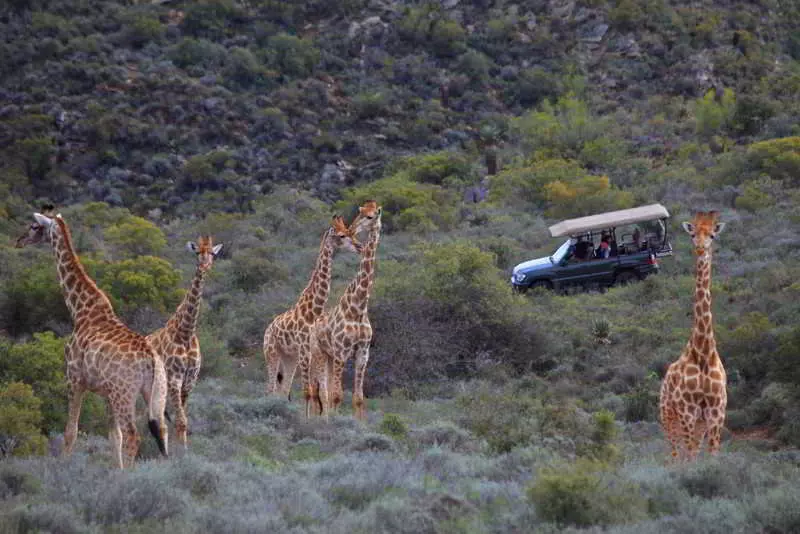 هتل Madi Madi Karoo Safari Lodge