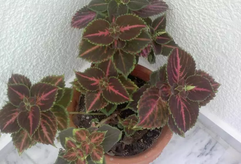 Pyrgos Hotel Apartments