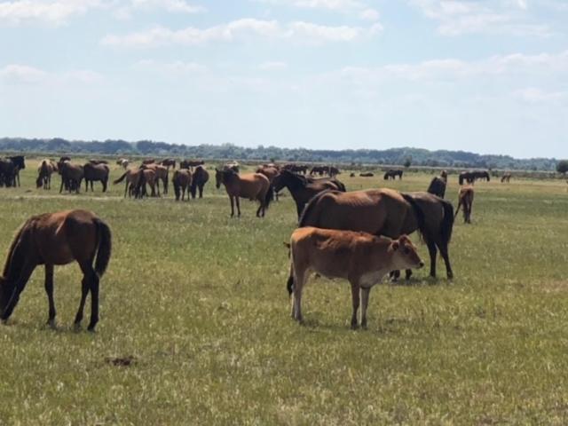 민박 Hanul Casa Alba Fehér Ház Fogadó