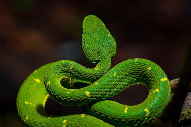 فندق Monteverde Lodge & Gardens By Boena