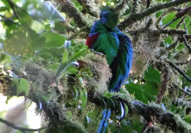 Hotel Monteverde Lodge & Gardens By Boena