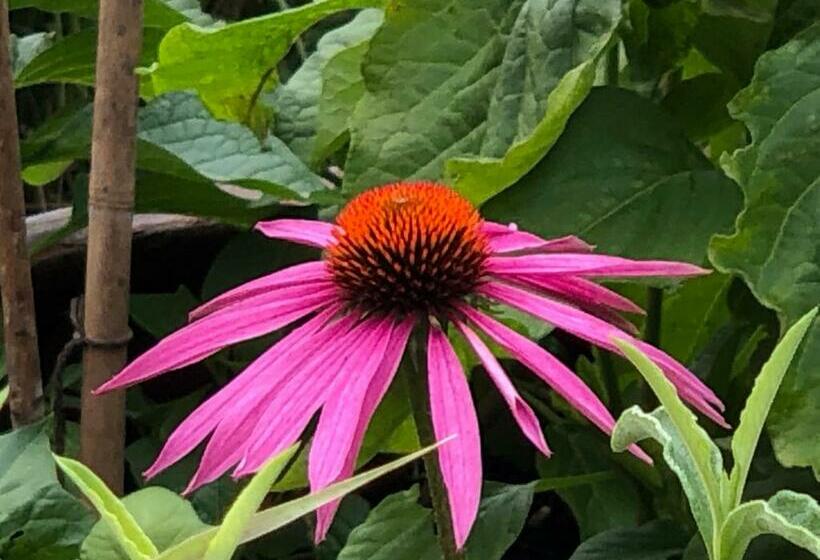 مبيت وإفطار Chaseborough Farm