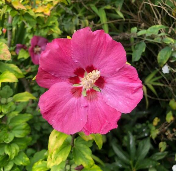 مبيت وإفطار Chaseborough Farm