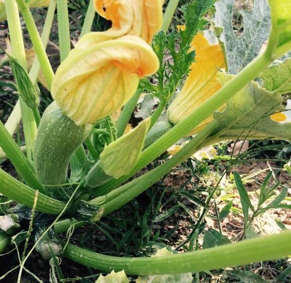 ホテル I Due Ghiri Cinque Terre Organic Food And Wine