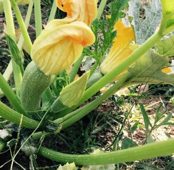ホテル I Due Ghiri Cinque Terre  Organic Food And Wine