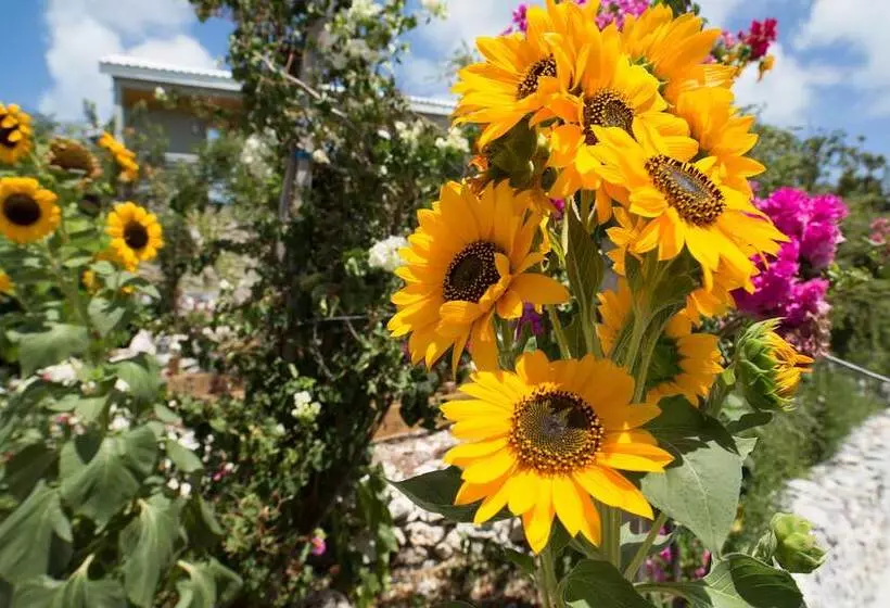 One On Marlin Resort