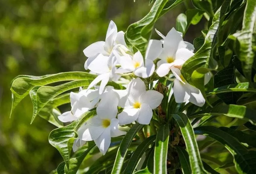 One On Marlin Resort