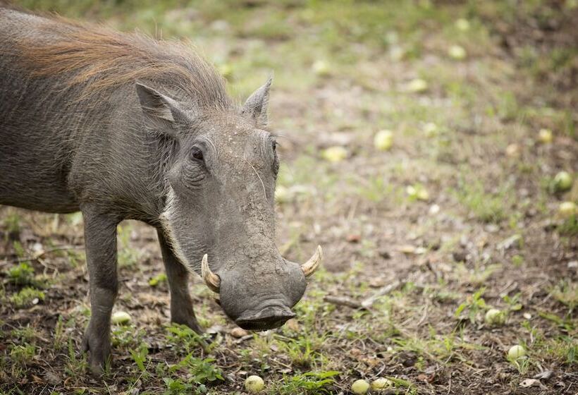 فندق Lukimbi Safari Lodge