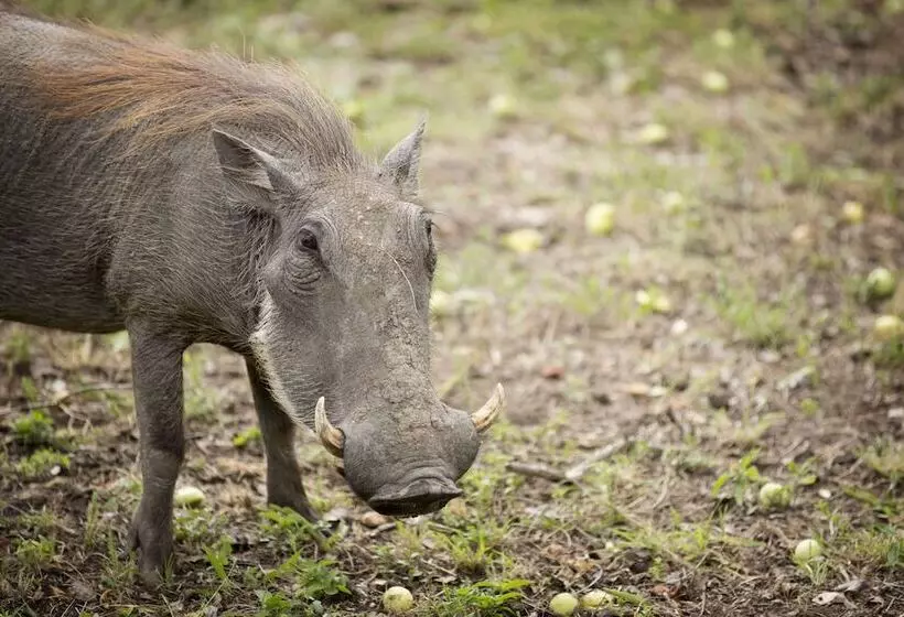 Hotel Lukimbi Safari Lodge
