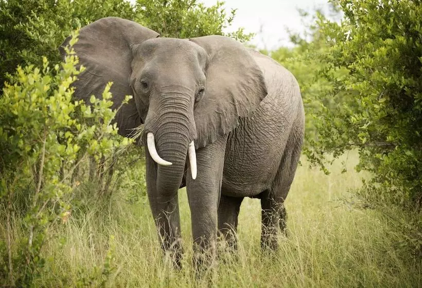 Hotel Lukimbi Safari Lodge