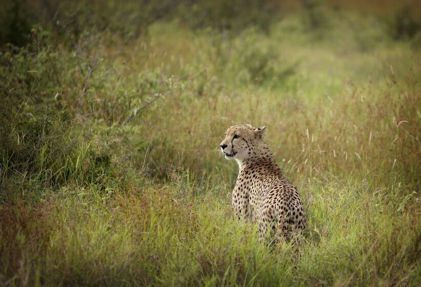 فندق Lukimbi Safari Lodge