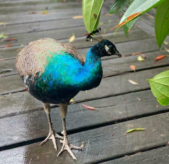 פנסיון The Wake Up Call Accommodation & Retreats   Noosa Hinterland