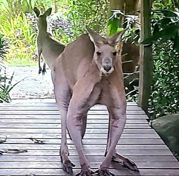 פנסיון The Wake Up Call Accommodation & Retreats   Noosa Hinterland