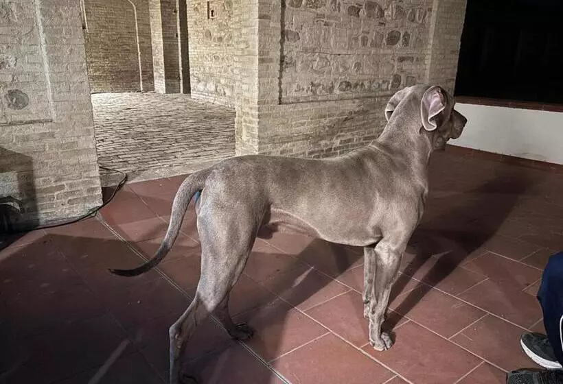 ペンション Bosco Didattico Mezzana Grande
