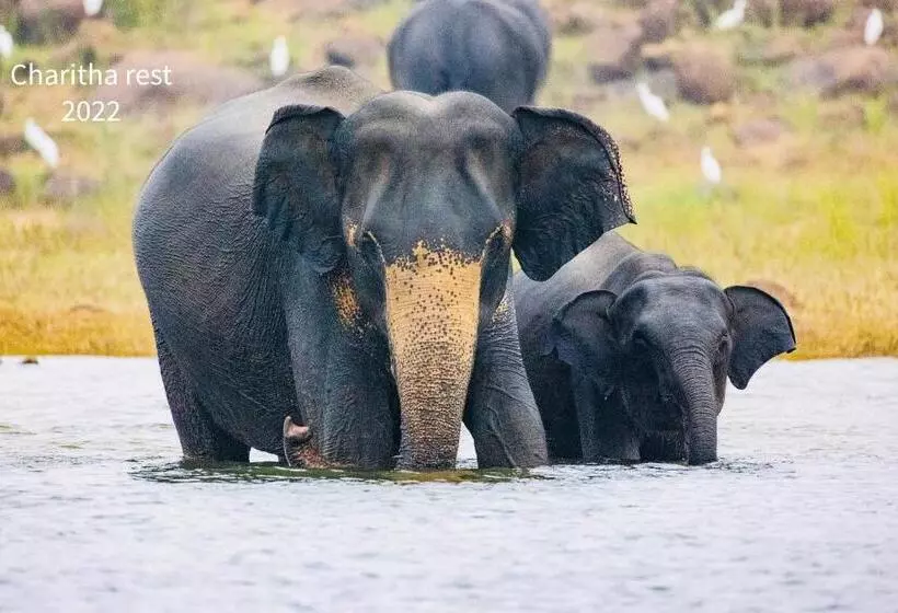 Majatalo Charitha Rest