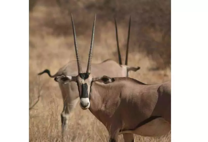 هتل Sarova Shaba Game Lodge