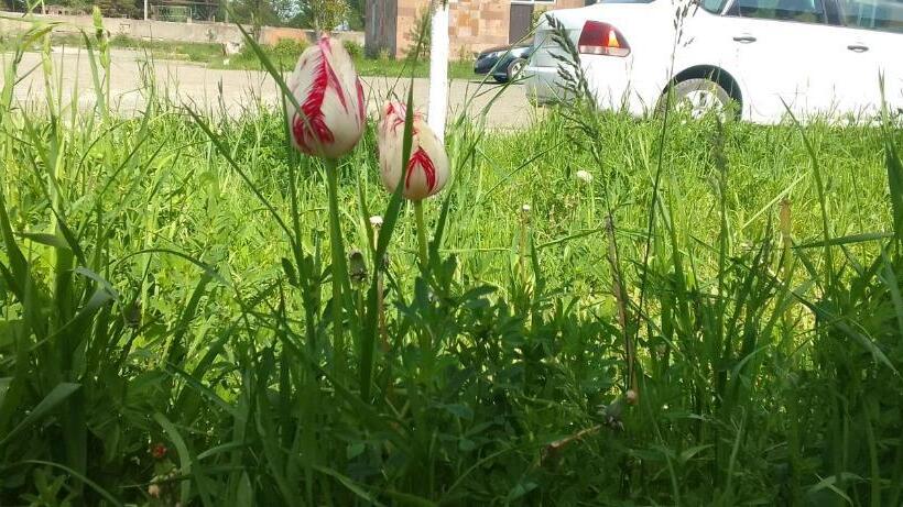 هتل Sevan Garden Complex