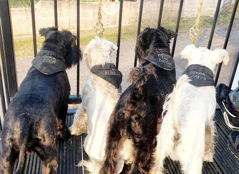 The Blue Horse Suite At The Grumpy Schnauzer B&b Private Hot Tub, Gym, Breakfast, Stunning!