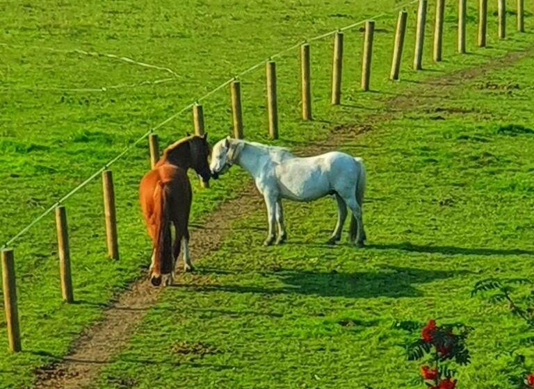 The Blue Horse Suite At The Grumpy Schnauzer B&b Private Hot Tub, Gym, Breakfast, Stunning!