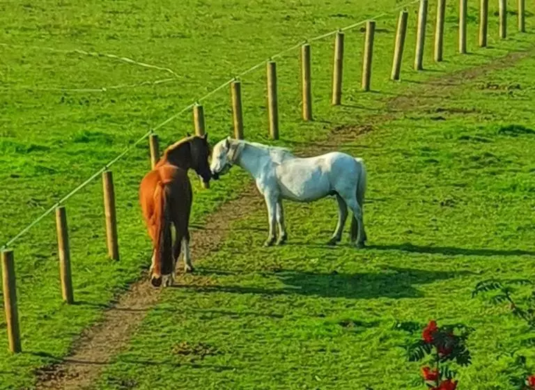 The Blue Horse Suite At The Grumpy Schnauzer B&b Private Hot Tub, Gym, Breakfast, Stunning!