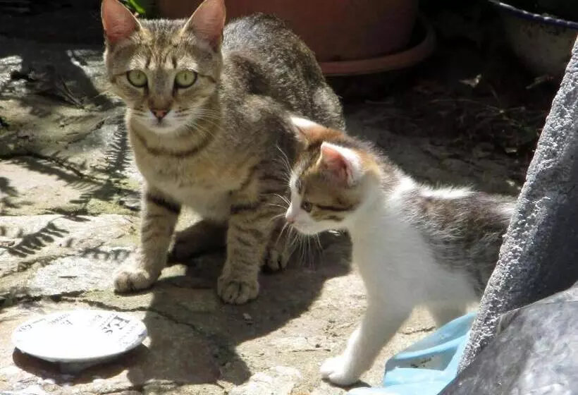 تختخواب و صبحانه Lontani Da Casa Asd