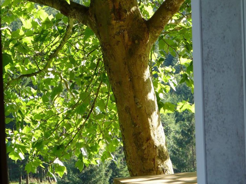 Domaine De La Vigotte - Chalets