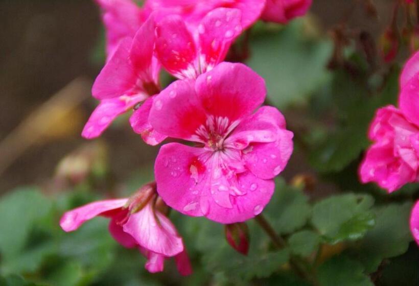 ホテル Hôtel Des Deux Mers