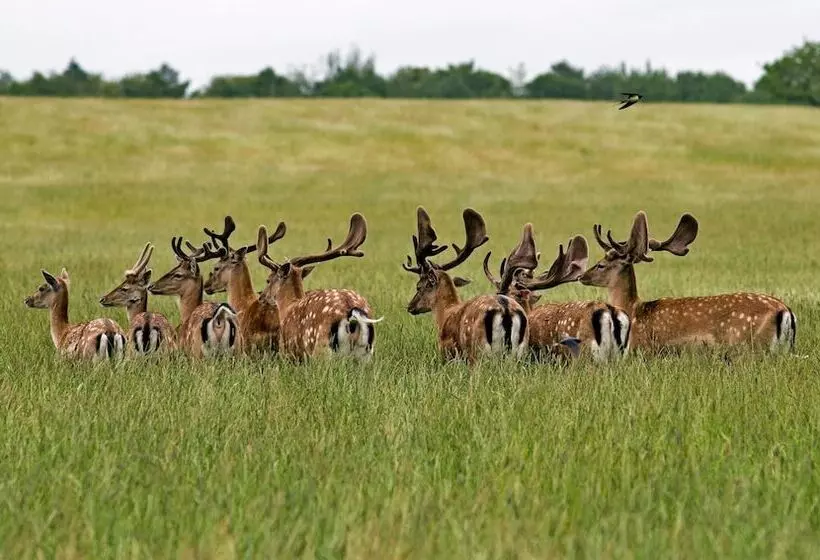 ホテル Kolding Sportel