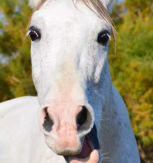 فندق La Tramontane