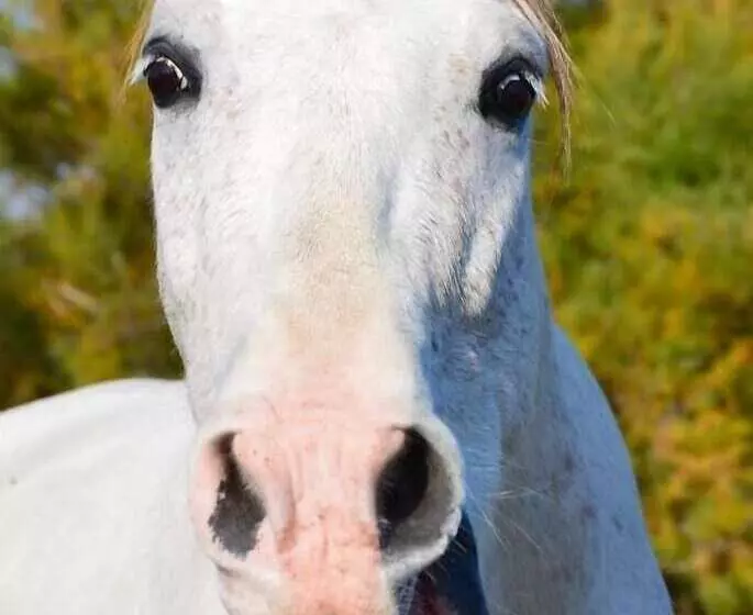 فندق La Tramontane