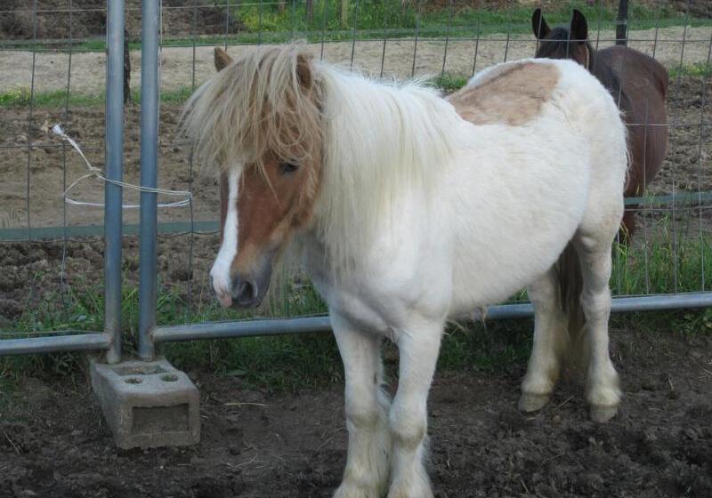 هتل Agriturismo Corte Benedetto