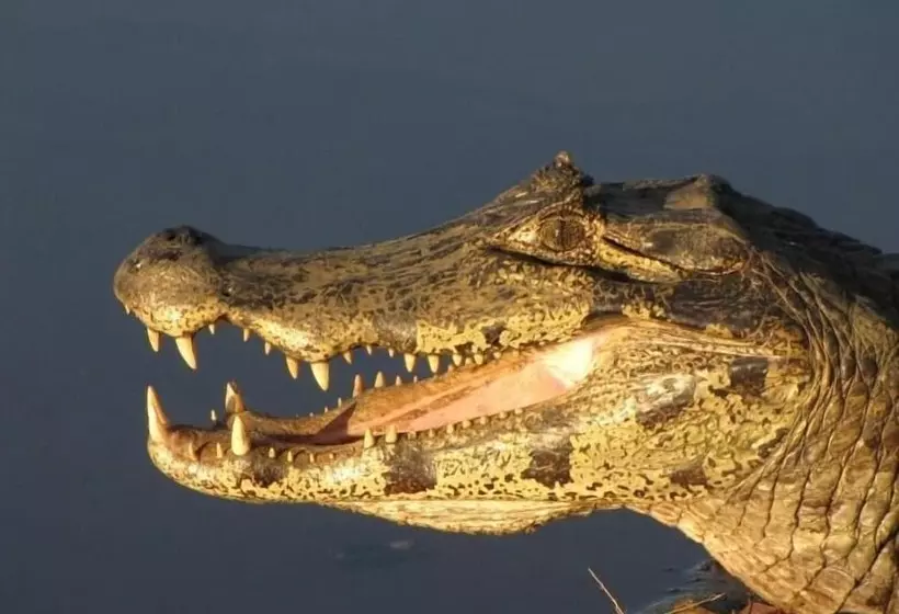 Отель Barra Mansa Lodge