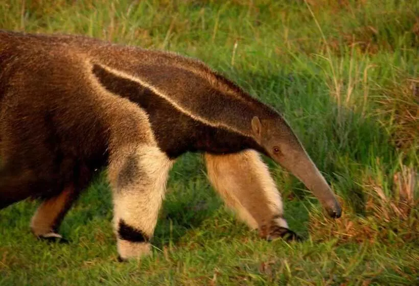 Отель Barra Mansa Lodge