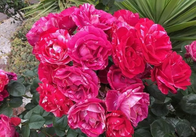 モーテル Statesman Motor Inn