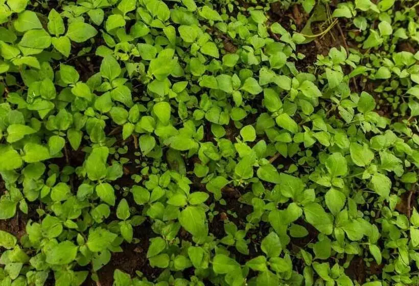 The Windflower Jungle Resorts And Spa