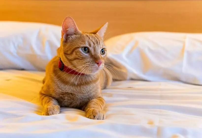 Hotel Ibis Novo Hamburgo