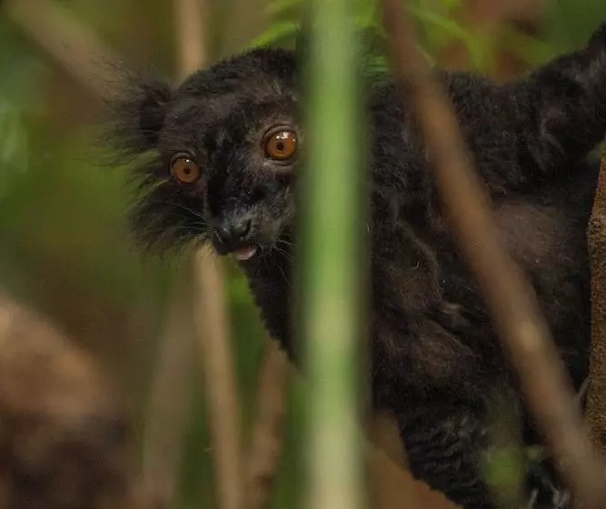 هتل Ravintsara Wellness