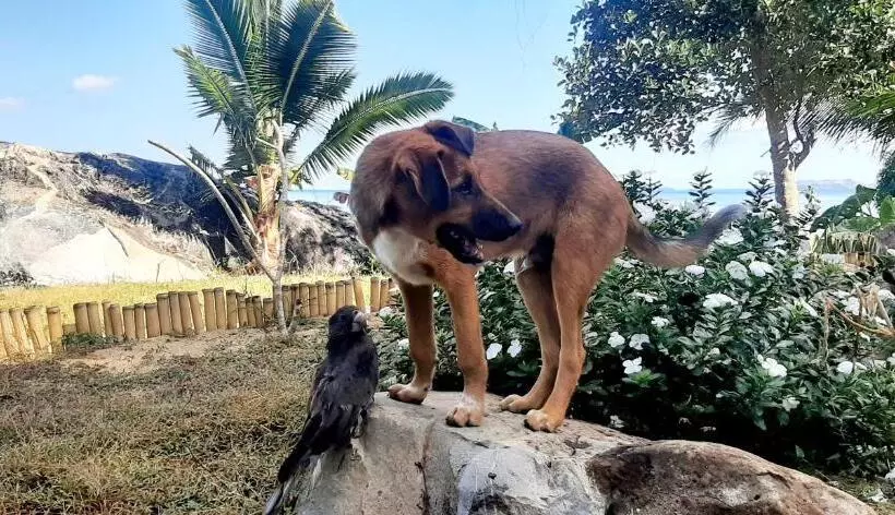 پانسیون Villa C Est La Vie