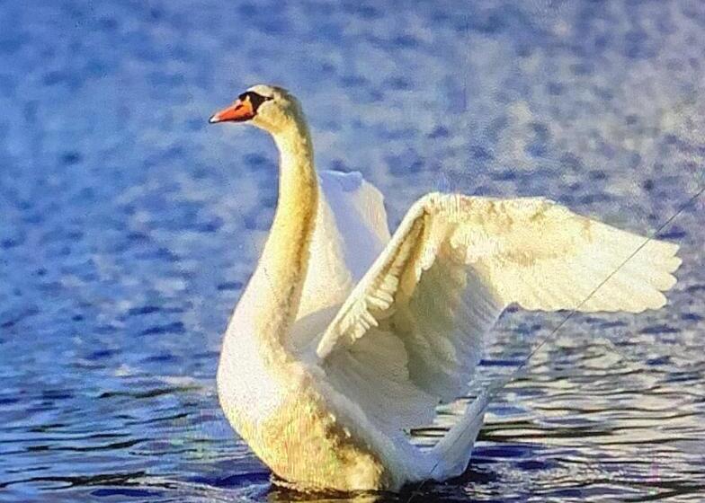 Bed and Breakfast Ashwoods House