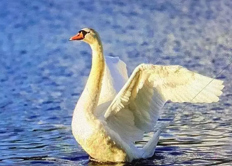 Aamiaismajoitus (B&B) Ashwoods House