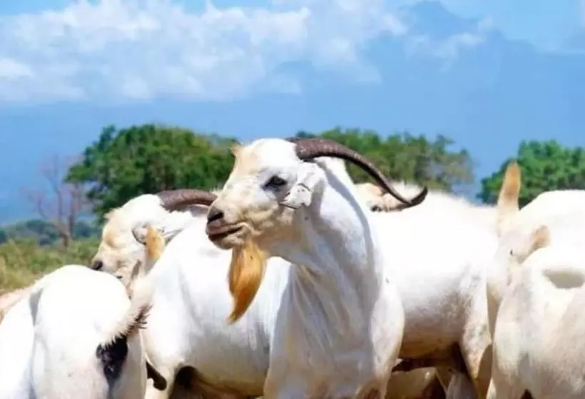 هتل Voyager Ziwani Tented Camp