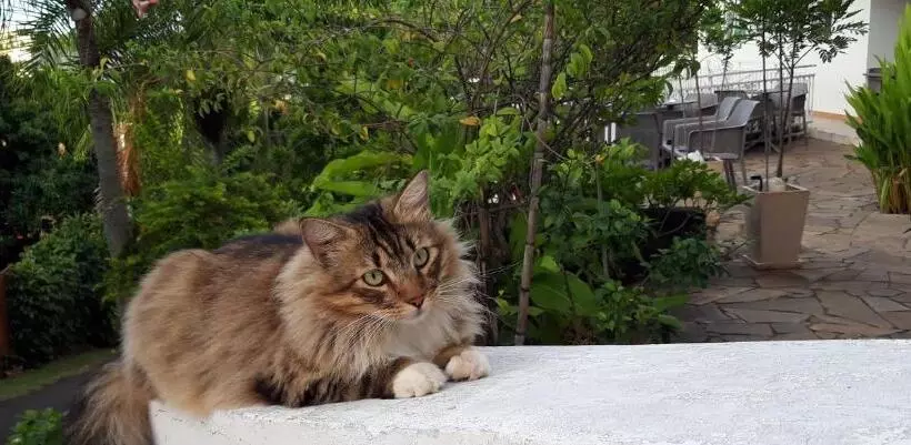 پانسیون Fare Suisse Tahiti Guesthouse