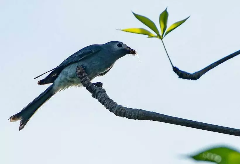 Lomakeskus Coconut Lane Bangkok