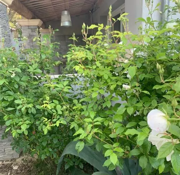 Pansiyon Studio Isabelle