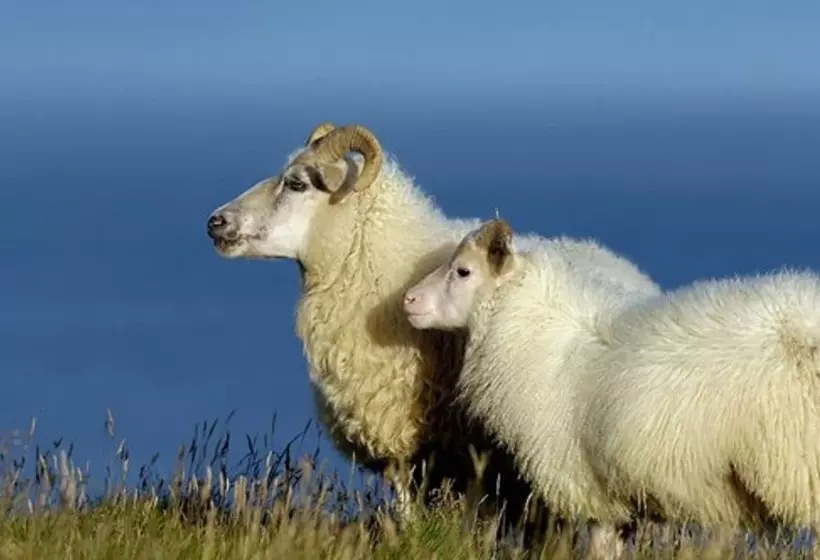 هتل Hótel Dyrhólaey