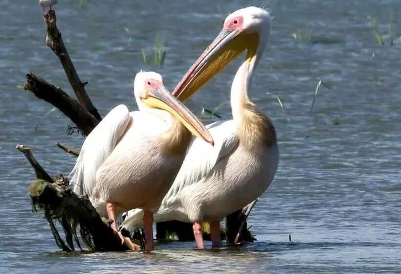 ペンション Havana Resort