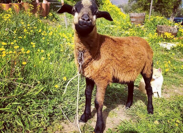 ペンション Room In Casa Castiglia A Woodhouse With Beautiful View Close Madonie Park