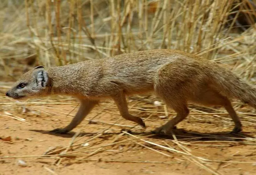 هتل Arebbusch Travel Lodge