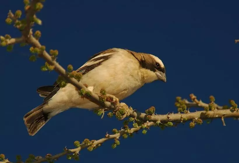 هتل Arebbusch Travel Lodge